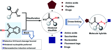 Graphical abstract: Steric and stereoscopic disulfide construction for cross-linkage via N-dithiophthalimides