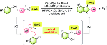 Graphical abstract: Radical α-addition involved electrooxidative [3 + 2] annulation of phenols and electron-deficient alkenes