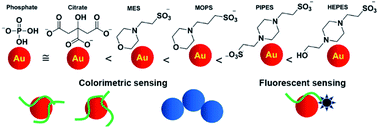 Graphical abstract: Good's buffers have various affinities to gold nanoparticles regulating fluorescent and colorimetric DNA sensing