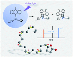 Graphical abstract: A visible-light activated [2 + 2] cycloaddition reaction enables pinpointing carbon–carbon double bonds in lipids