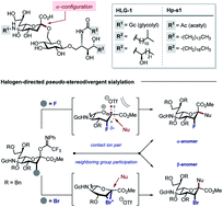 Graphical abstract: Halogen-directed chemical sialylation: pseudo-stereodivergent access to marine ganglioside epitopes