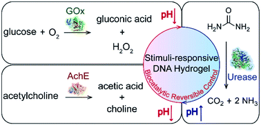 Graphical abstract: Biocatalytic reversible control of the stiffness of DNA-modified responsive hydrogels: applications in shape-memory, self-healing and autonomous controlled release of insulin