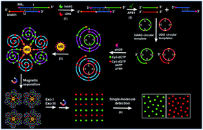 Graphical abstract: Rolling circle amplification-driven encoding of different fluorescent molecules for simultaneous detection of multiple DNA repair enzymes at the single-molecule level