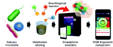 Graphical abstract: An RGB-emitting molecular cocktail for the detection of bacterial fingerprints