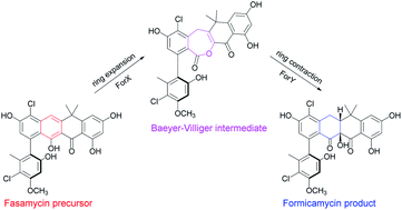 Graphical abstract: Formicamycin biosynthesis involves a unique reductive ring contraction