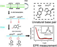 Graphical abstract: Posttranscriptional site-directed spin labeling of large RNAs with an unnatural base pair system under non-denaturing conditions