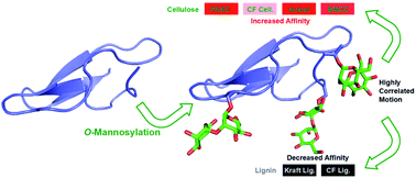 Graphical abstract: Carbohydrate-binding module O-mannosylation alters binding selectivity to cellulose and lignin