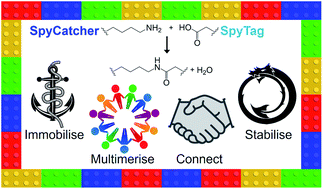 Graphical abstract: Power to the protein: enhancing and combining activities using the Spy toolbox