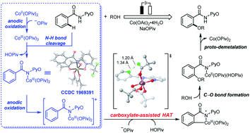 Graphical abstract: Carboxylate breaks the arene C–H bond via a hydrogen-atom-transfer mechanism in electrochemical cobalt catalysis