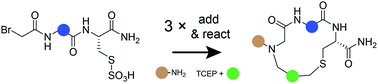 Graphical abstract: Macrocycle synthesis strategy based on step-wise “adding and reacting” three components enables screening of large combinatorial libraries