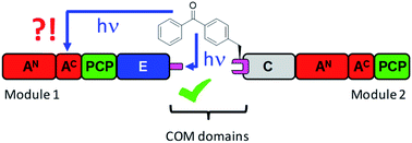 Graphical abstract: Photo-crosslink analysis in nonribosomal peptide synthetases reveals aberrant gel migration of branched crosslink isomers and spatial proximity between non-neighboring domains