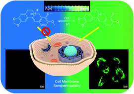 Graphical abstract: Visualizing semipermeability of the cell membrane using a pH-responsive ratiometric AIEgen