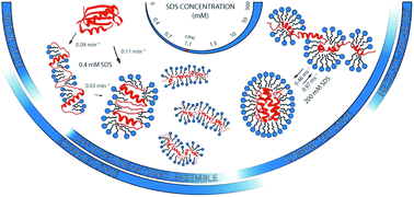 Graphical abstract: SDS-induced multi-stage unfolding of a small globular protein through different denatured states revealed by single-molecule fluorescence