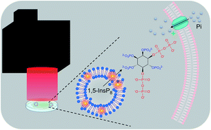 Graphical abstract: Rapid stimulation of cellular Pi uptake by the inositol pyrophosphate InsP8 induced by its photothermal release from lipid nanocarriers using a near infra-red light-emitting diode