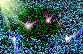 Graphical abstract: Twisting and tilting of a mechanosensitive molecular probe detects order in membranes