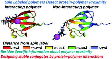 Graphical abstract: Mapping protein–polymer conformations in bioconjugates with atomic precision