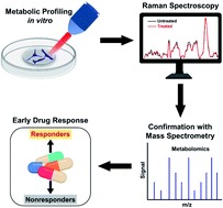 Graphical abstract: Probing metabolic alterations in breast cancer in response to molecular inhibitors with Raman spectroscopy and validated with mass spectrometry