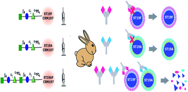 Graphical abstract: Chimeric oligosaccharide conjugate induces opsonic antibodies against Streptococcus pneumoniae serotypes 19A and 19F