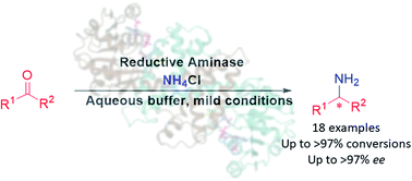 Graphical abstract: Asymmetric synthesis of primary amines catalyzed by thermotolerant fungal reductive aminases