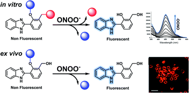 Graphical abstract: A fluorescent ESIPT-based benzimidazole platform for the ratiometric two-photon imaging of ONOO−in vitro and ex vivo