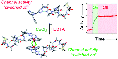 Graphical abstract: Switchable foldamer ion channels with antibacterial activity