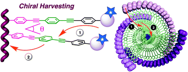 Graphical abstract: Chiral information harvesting in helical poly(acetylene) derivatives using oligo(p-phenyleneethynylene)s as spacers