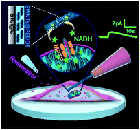 Graphical abstract: Intracellular monitoring of NADH release from mitochondria using a single functionalized nanowire electrode