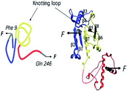 Graphical abstract: Mechanically tightening, untying and retying a protein trefoil knot by single-molecule force spectroscopy