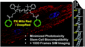 Graphical abstract: Cyclooctatetraene-conjugated cyanine mitochondrial probes minimize phototoxicity in fluorescence and nanoscopic imaging