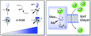 Graphical abstract: Redox-controlled chalcogen-bonding at tellurium: impact on Lewis acidity and chloride anion transport properties