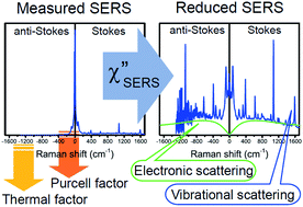 Graphical abstract: Electronic and vibrational surface-enhanced Raman scattering: from atomically defined Au(111) and (100) to roughened Au