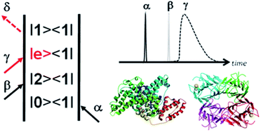 Graphical abstract: Photon echoes and two dimensional spectra of the amide I band of proteins measured by femtosecond IR – Raman spectroscopy