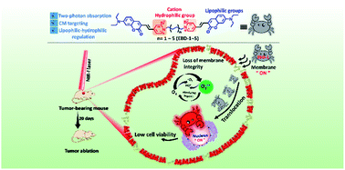 Graphical abstract: A NIR-I light-responsive superoxide radical generator with cancer cell membrane targeting ability for enhanced imaging-guided photodynamic therapy