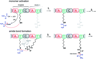 Graphical abstract: Molecular assemblers: molecular machines performing chemical synthesis