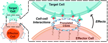Graphical abstract: Engineering reversible cell–cell interactions using enzymatically lipidated chemically self-assembled nanorings