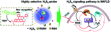 Graphical abstract: Engineering a highly selective probe for ratiometric imaging of H2Sn and revealing its signaling pathway in fatty liver disease