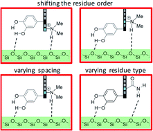 Graphical abstract: Sequence-defined positioning of amine and amide residues to control catechol driven wet adhesion