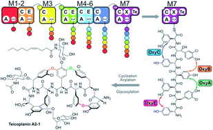 Graphical abstract: Exploring modular reengineering strategies to redesign the teicoplanin non-ribosomal peptide synthetase