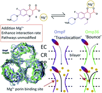 Graphical abstract: Dynamic interaction of fluoroquinolones with magnesium ions monitored using bacterial outer membrane nanopores