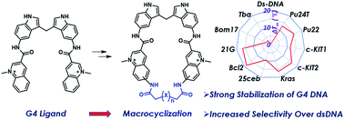 Graphical abstract: Macrocyclization of bis-indole quinolines for selective stabilization of G-quadruplex DNA structures