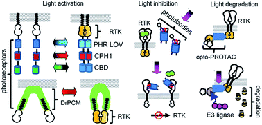 Graphical abstract: Light control of RTK activity: from technology development to translational research
