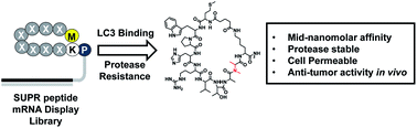 Graphical abstract: Directed evolution of cyclic peptides for inhibition of autophagy