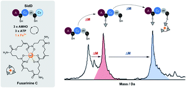 Graphical abstract: Fungal siderophore biosynthesis catalysed by an iterative nonribosomal peptide synthetase