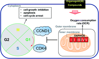 Graphical abstract: Cancer cell-selective modulation of mitochondrial respiration and metabolism by potent organogold(iii) dithiocarbamates