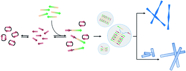 Graphical abstract: Chemical control of peptide material phase transitions