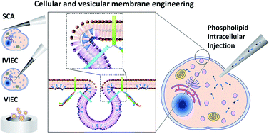 Graphical abstract: Intracellular injection of phospholipids directly alters exocytosis and the fraction of chemical release in chromaffin cells as measured by nano-electrochemistry