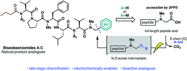 Graphical abstract: Total synthesis of biseokeaniamides A–C and late-stage electrochemically-enabled peptide analogue synthesis
