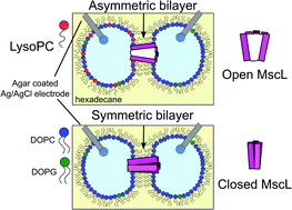Graphical abstract: Activating mechanosensitive channels embedded in droplet interface bilayers using membrane asymmetry