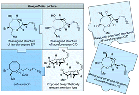 Graphical abstract: Forwards and backwards – synthesis of Laurencia natural products using a biomimetic and retrobiomimetic strategy incorporating structural reassignment of laurefurenynes C–F