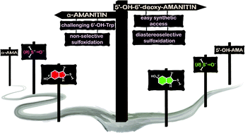 Graphical abstract: Meeting key synthetic challenges in amanitin synthesis with a new cytotoxic analog: 5′-hydroxy-6′-deoxy-amanitin